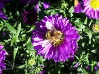 Biene auf Astern