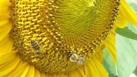Biene auf Sonnenblume 1