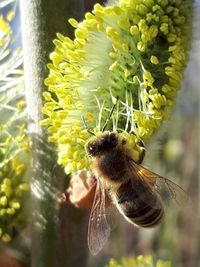 Biene auf Weidenk&auml;tzchen