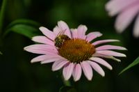 Biene auf rosa Bl&uuml;te